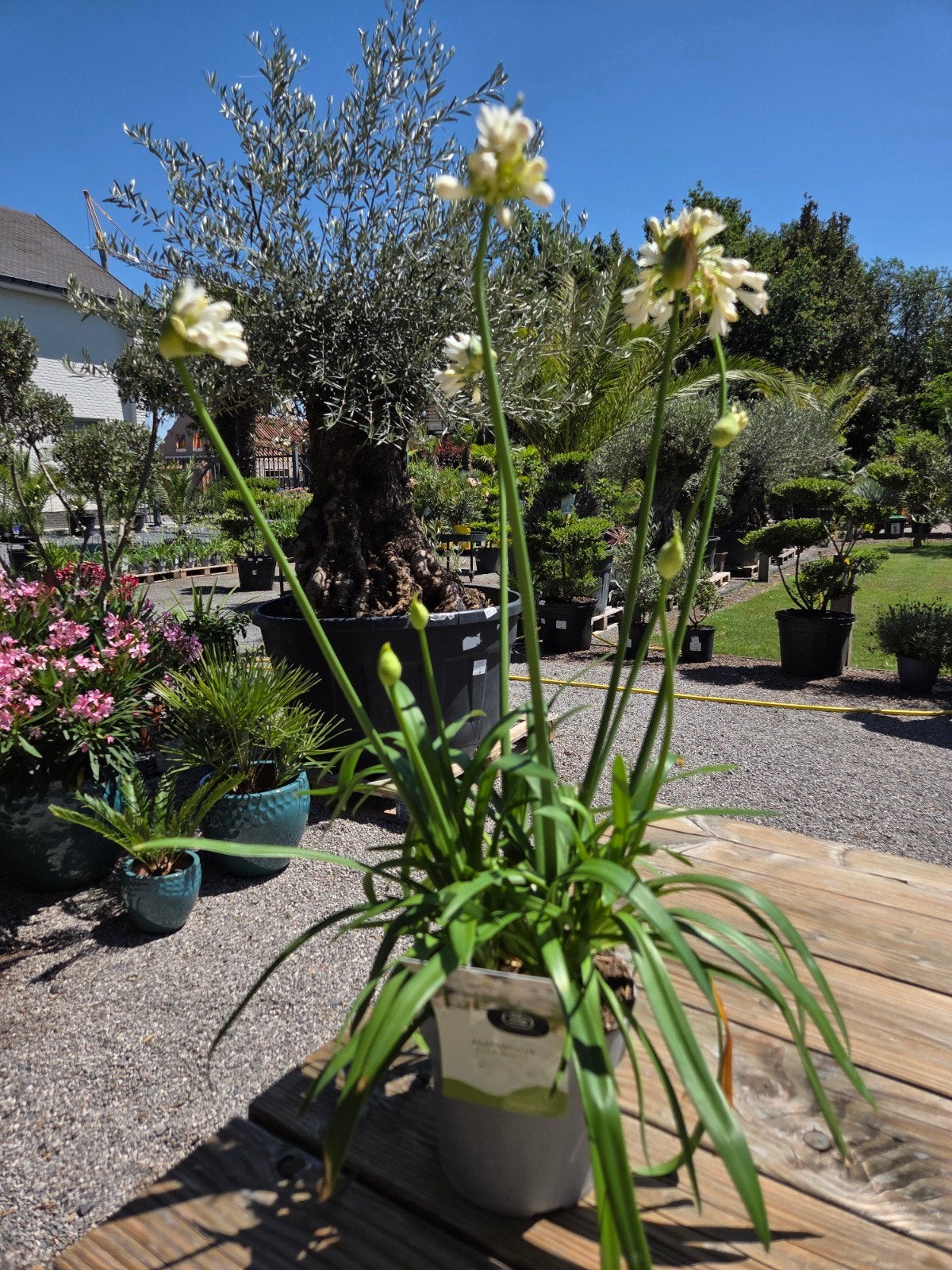 Agapanthus Wit 'Ever White', Ophalen