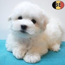 Chiots Bichon Maltais - Des gentlemens au pelage immaculé, 15 semaines à 1 an, Commerçant, Chien (mâle), Maladie de Carré (chiens)