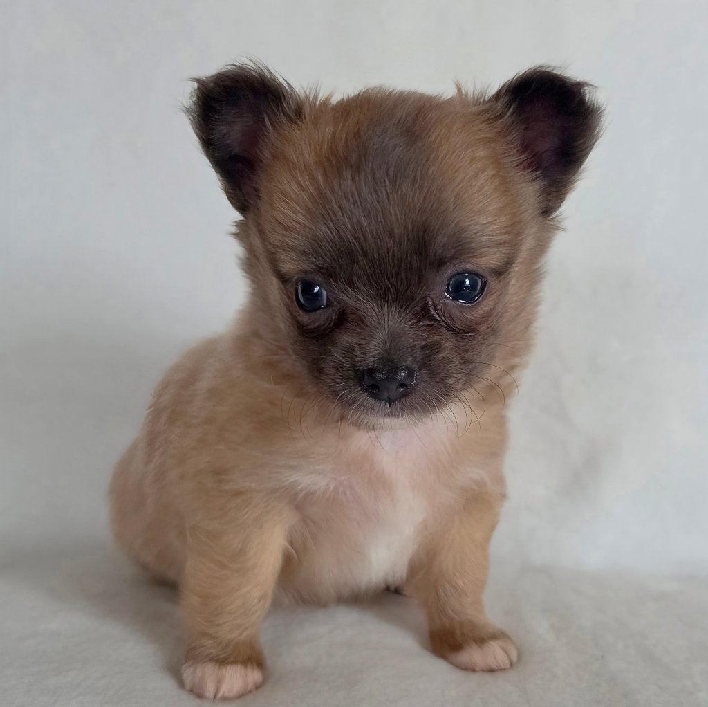 Chihuahua pup (reutje), Parvo, België, Particulier, Reu