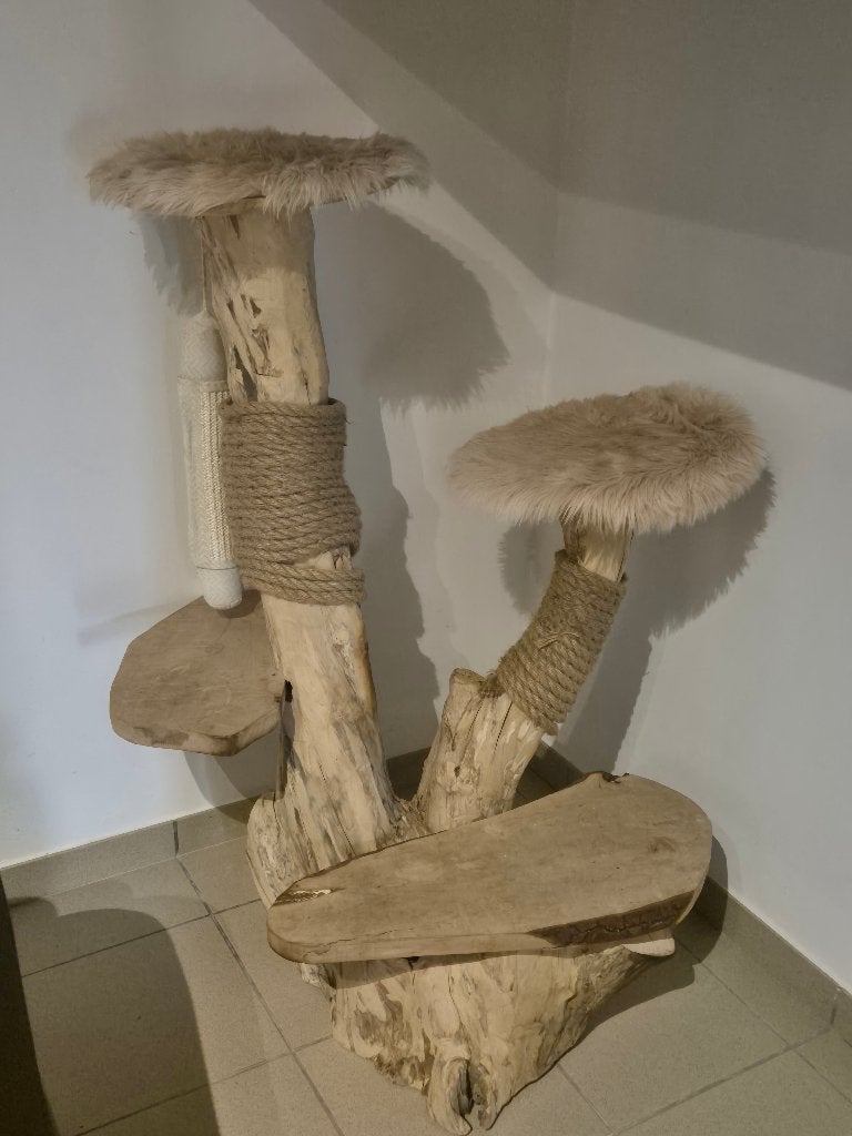 Chat, Animaux & Accessoires, Enlèvement