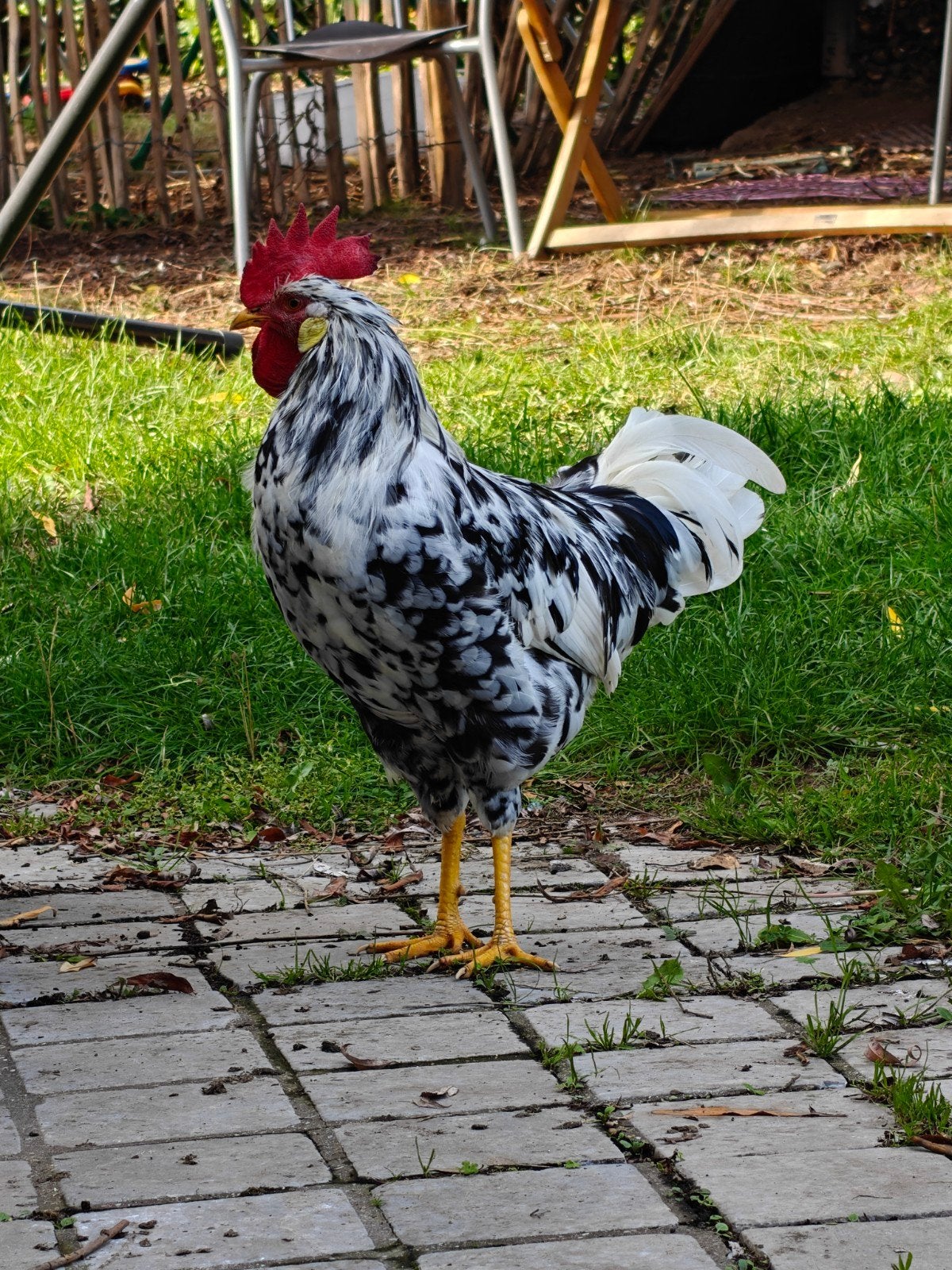 Bonte leghorn haan
