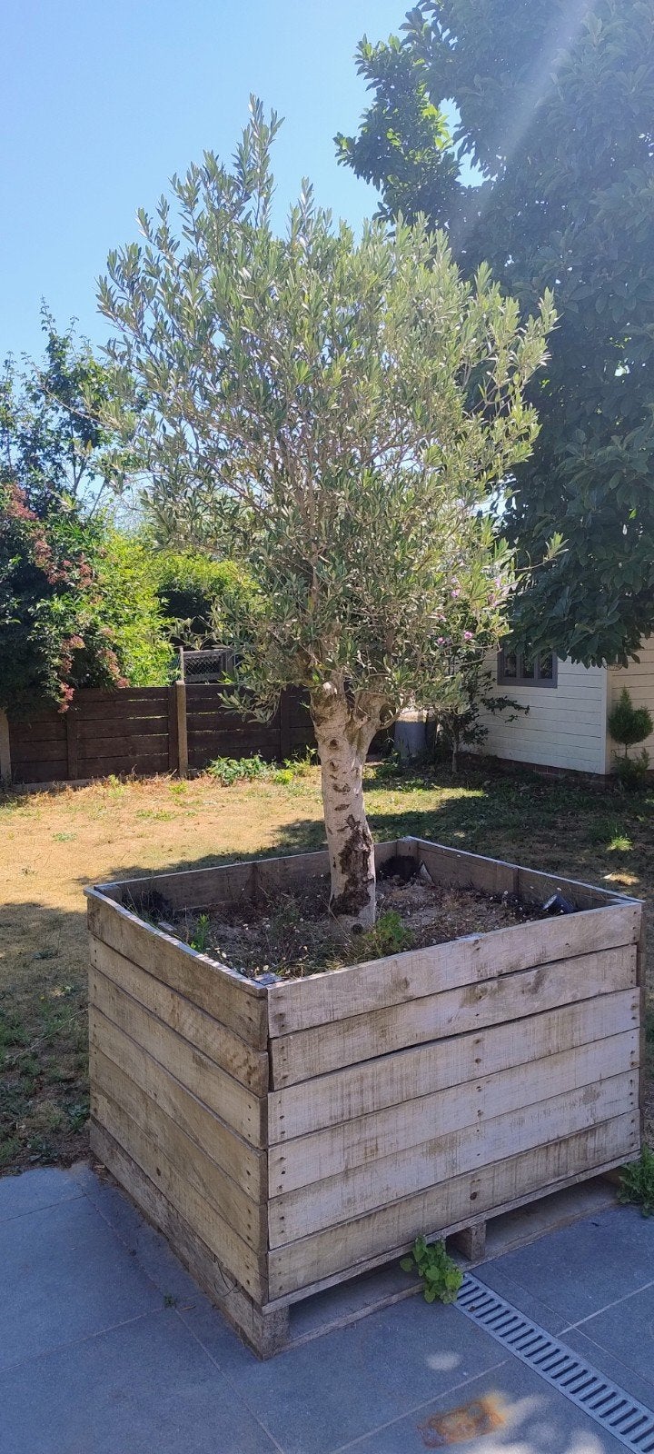 olivier, Jardin & Terrasse, Plantes | Arbres, Enlèvement, Olivier