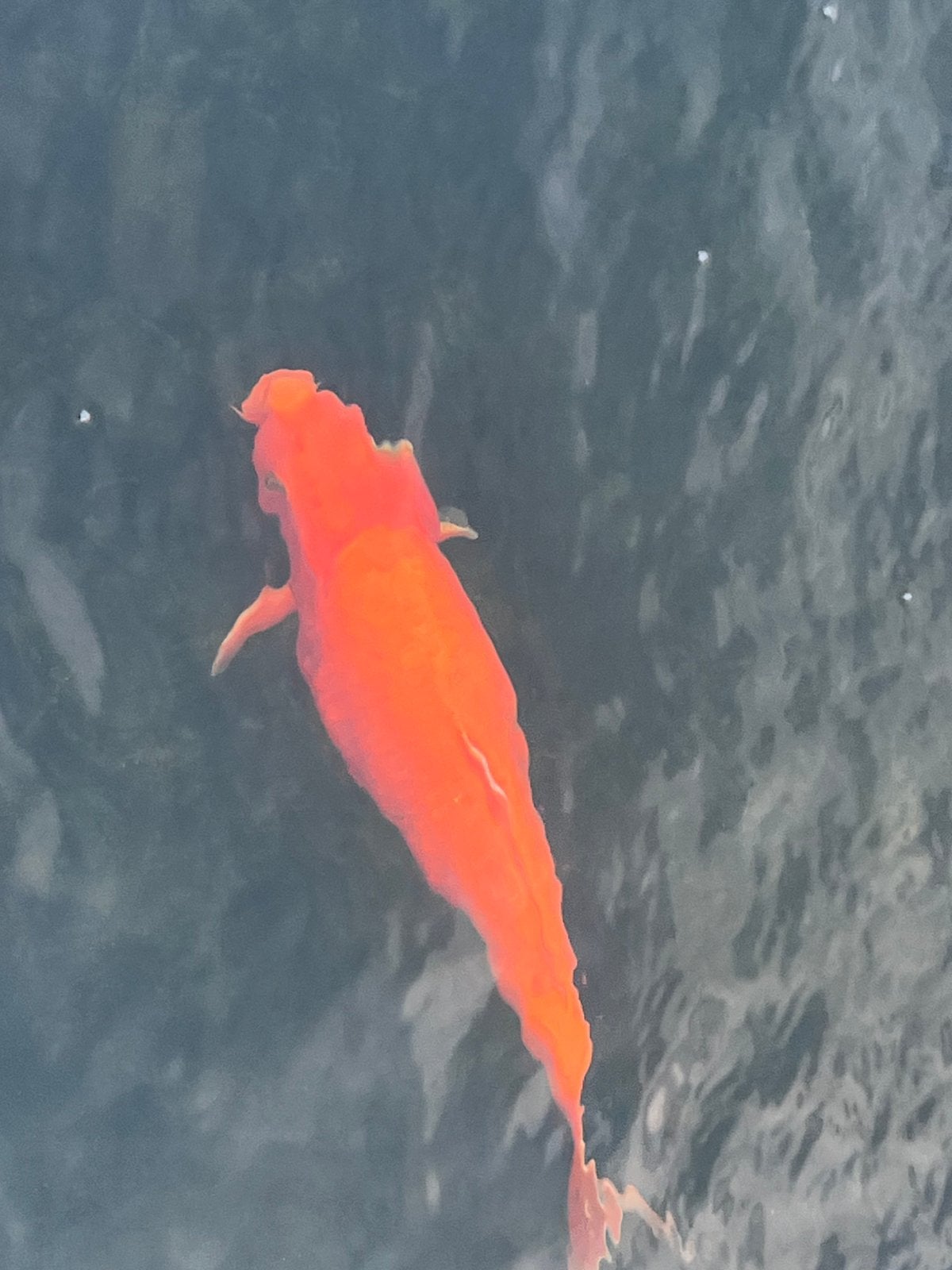 Japanse koi kigoi, Dieren en Toebehoren, Vissen | Vijvervissen