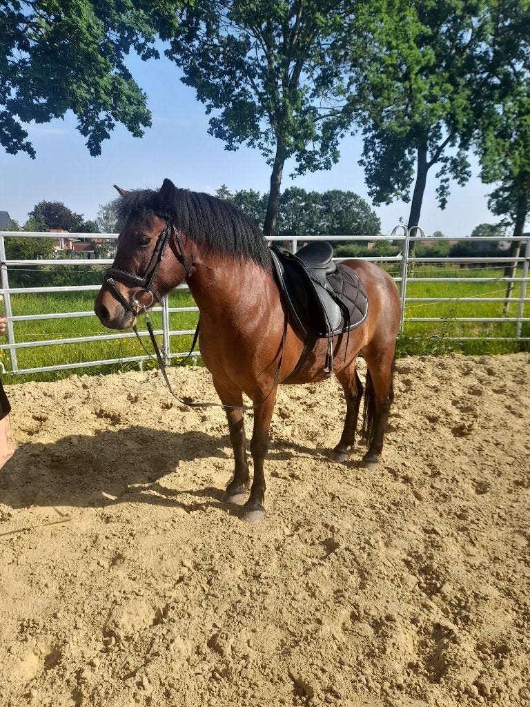 Stevige C pony, Dieren en Toebehoren, Pony's, Ruin, C pony (1.27m tot 1.37m), Recreatiepony, 11 jaar of ouder