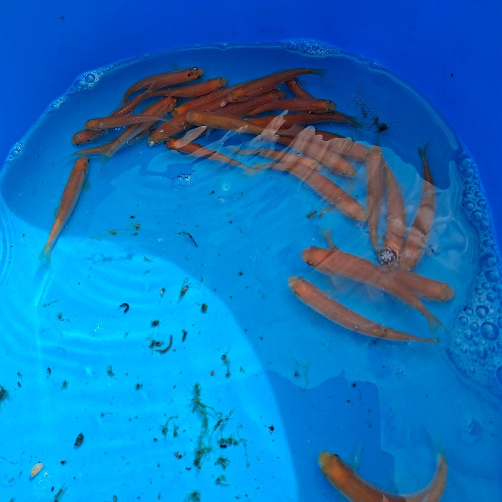 Goudelrits, 6-7cm, nog slechts 10 beschikbaar, Animaux & Accessoires, Poissons | Poissons d'étang, Autres espèces