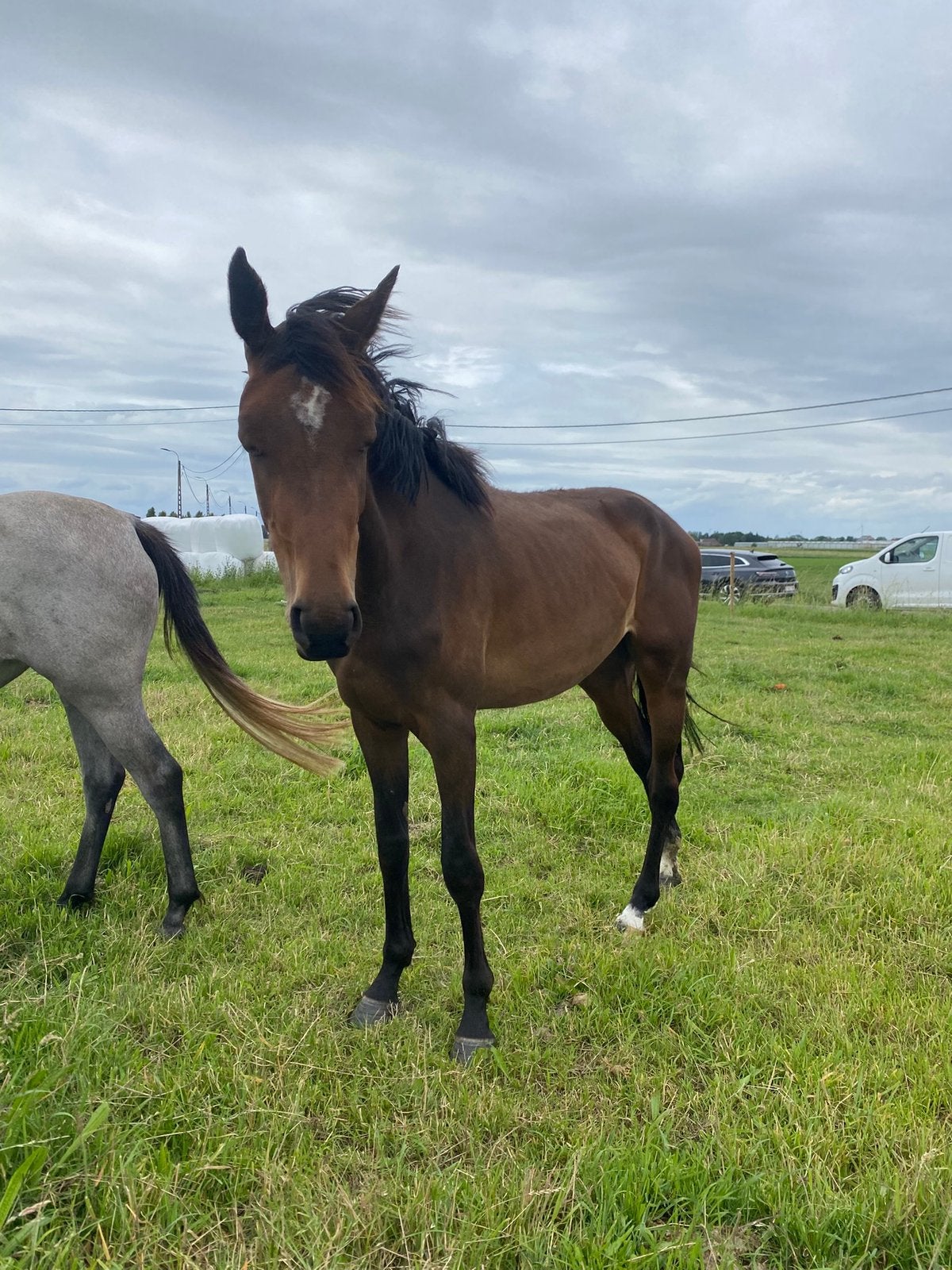 3 jarige merrie (Don’t touch Tiji Hero x Quinar), Dieren en Toebehoren, Merrie, Zadelmak