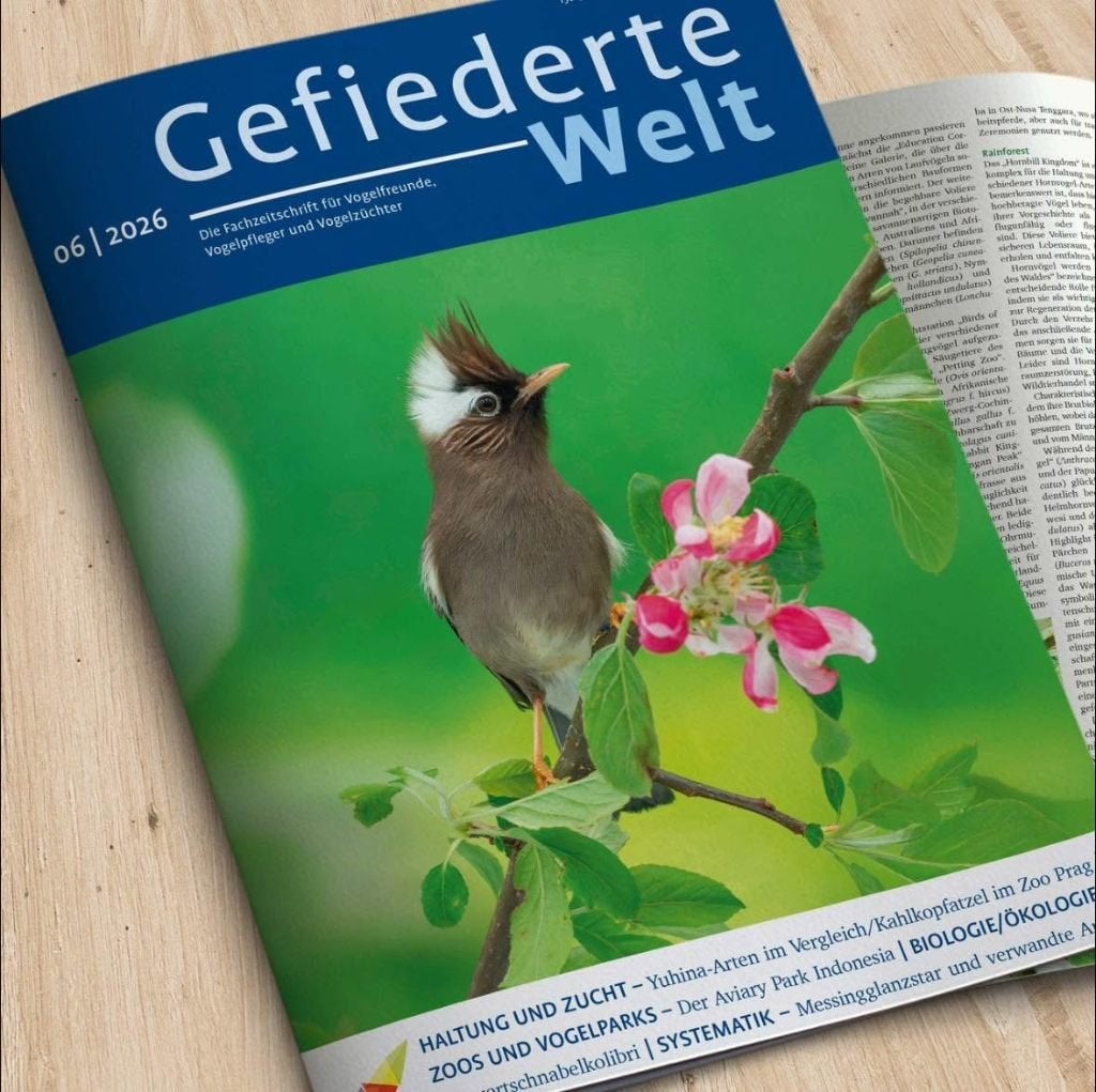 vogels voor in de fotokooi