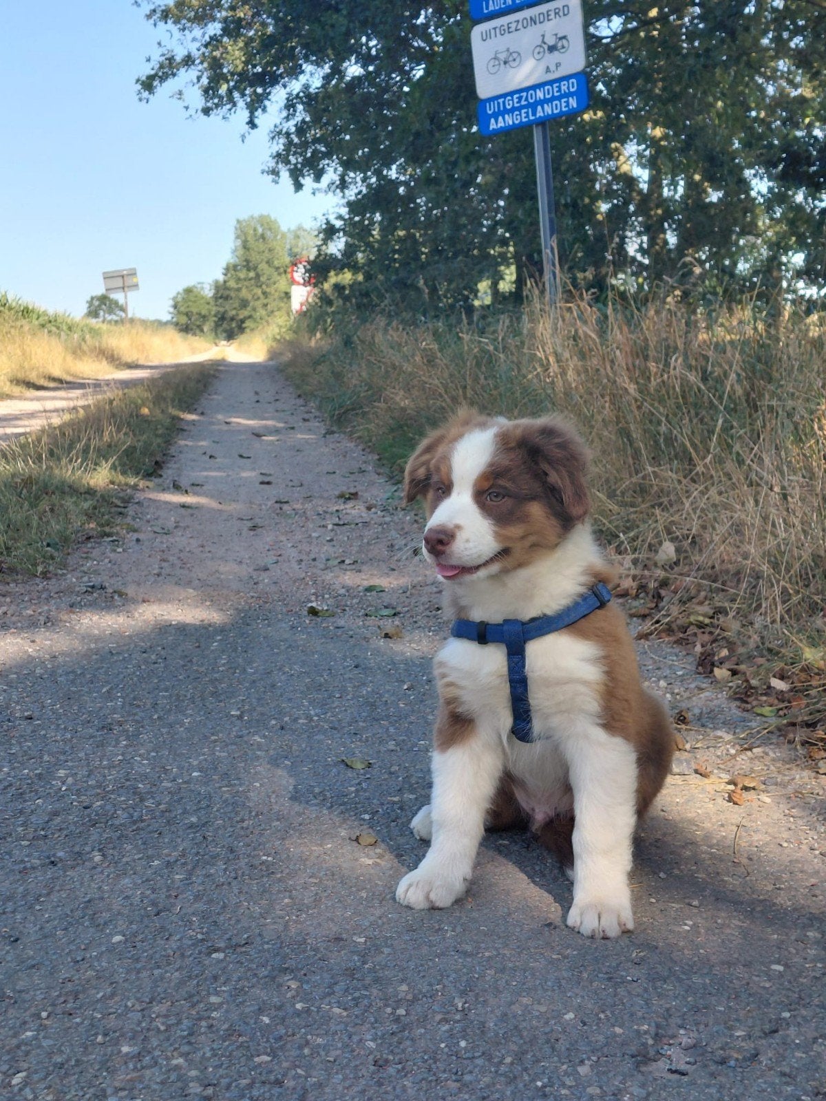 Raszuivere Australische herder pups, Dieren en Toebehoren, België, Particulier, CDV (hondenziekte), 8 tot 15 weken