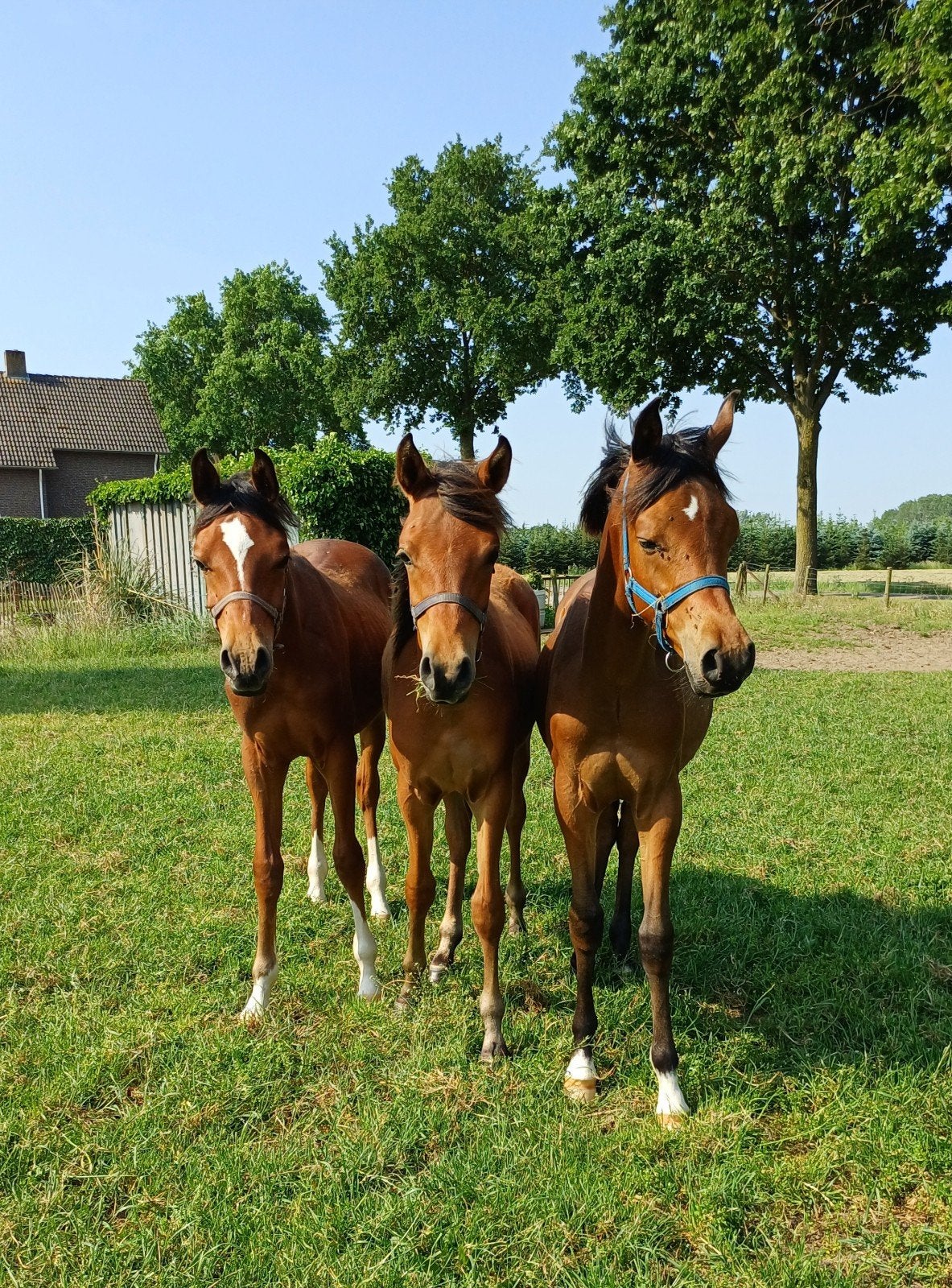 3 jaarling D-pony hengsten, Dieren en Toebehoren, Paarden, Minder dan 160 cm, 0 tot 2 jaar, Hengst, Gechipt