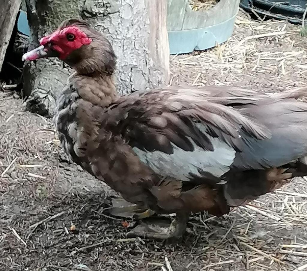 Koppel kleurzuivere bruine barbarie muskus eenden, Dieren en Toebehoren