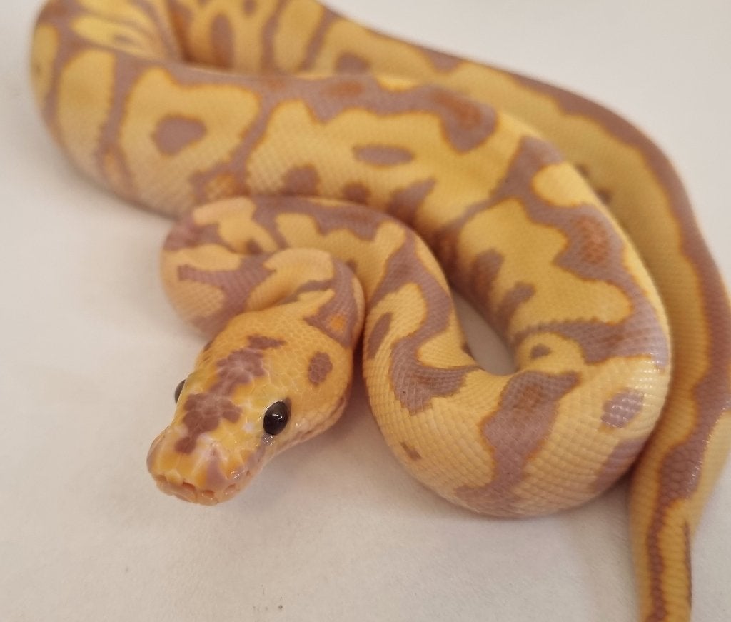 1.0 banana (od) spotnose clown koningspython python regius Ball Python photo 4