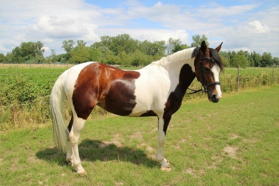 Pony te koop, Dieren en Toebehoren, Niet van toepassing, 3 tot 6 jaar, C pony (1.27m tot 1.37m), Recreatiepony