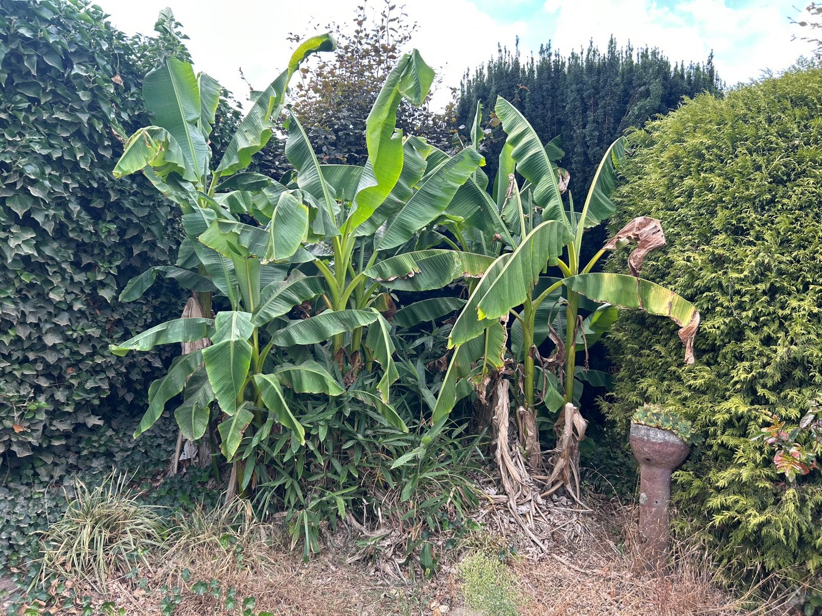 Bananenplanten vollegrond, Ophalen