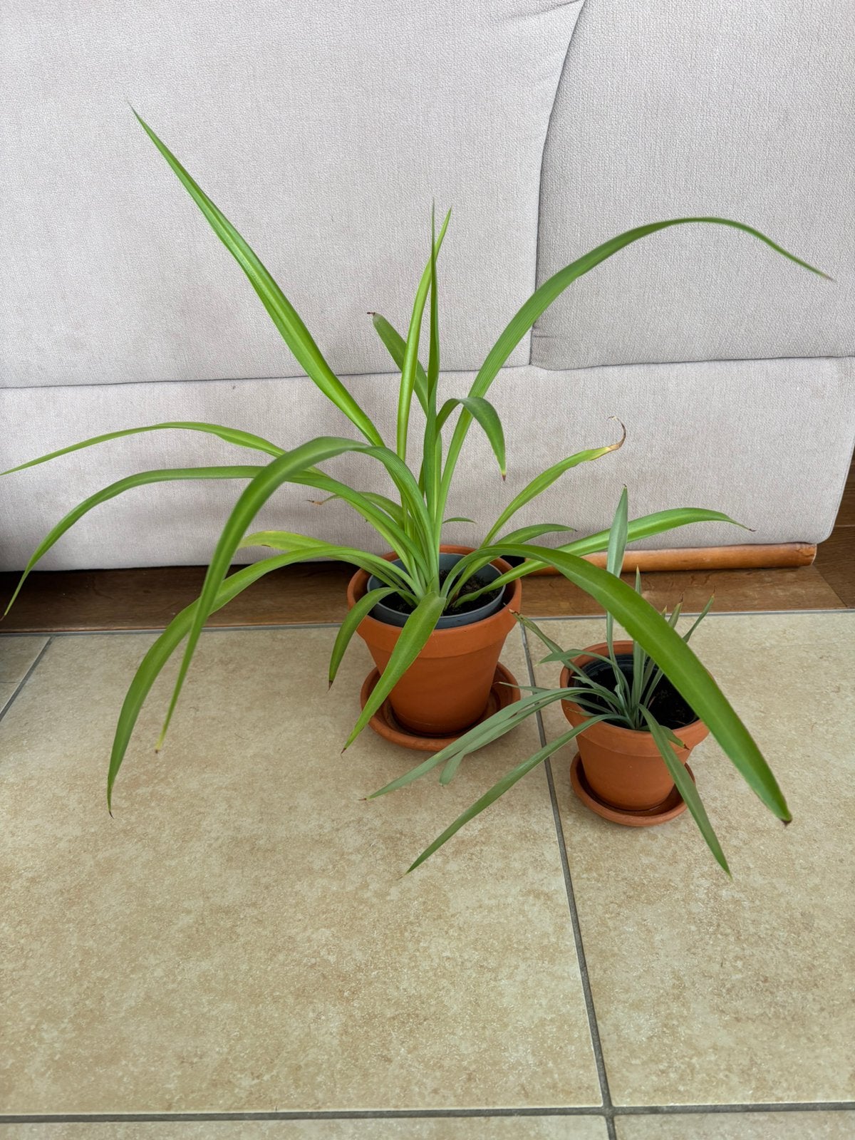 Graslelies in terracotta pot met schaaltjes, Ophalen