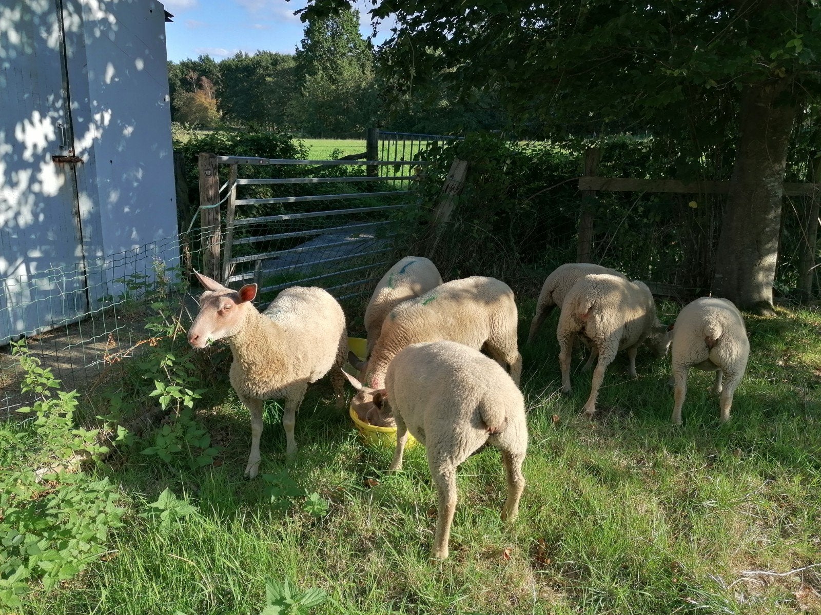 7 charollais ooitjes, Femelle, Mouton, 0 à 2 ans