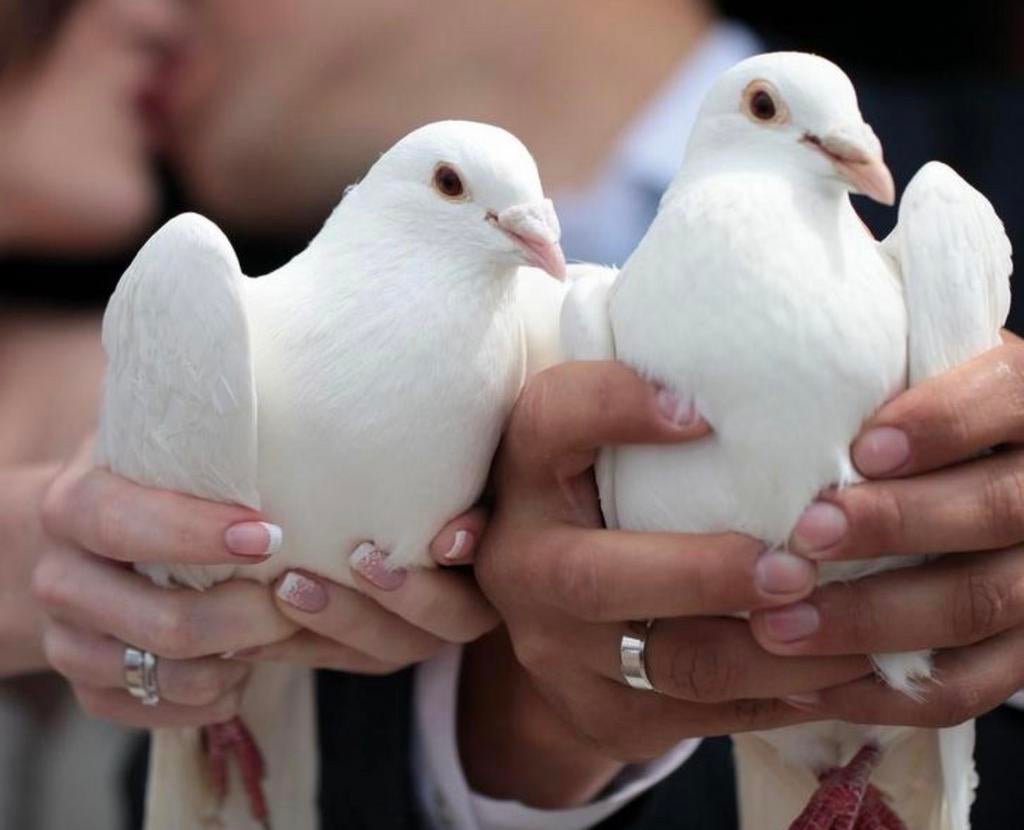 Witte duiven bruidsduiven