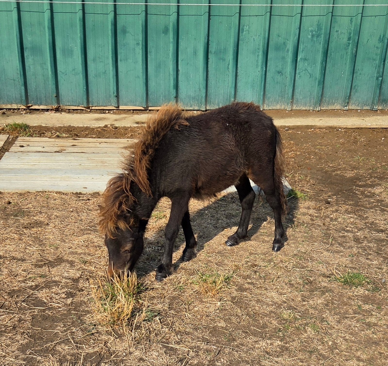 stud-book des étalons des Shetland, Étalon, Avec pedigree, 0 à 2 ans