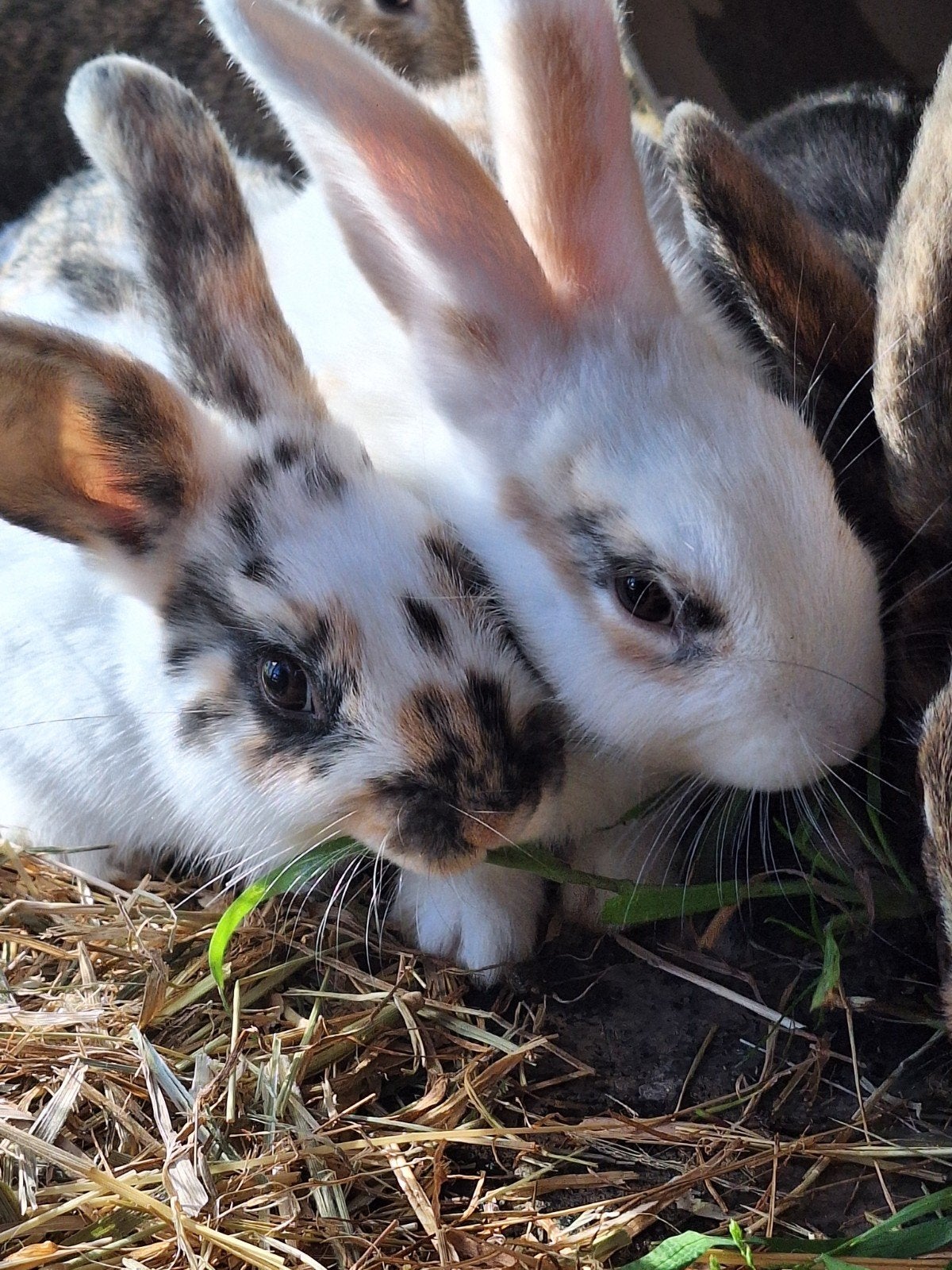 Jonge voedsters, 9 weken oud, Dieren en Toebehoren, Konijnen, Vrouwelijk, Middelgroot, 0 tot 2 jaar