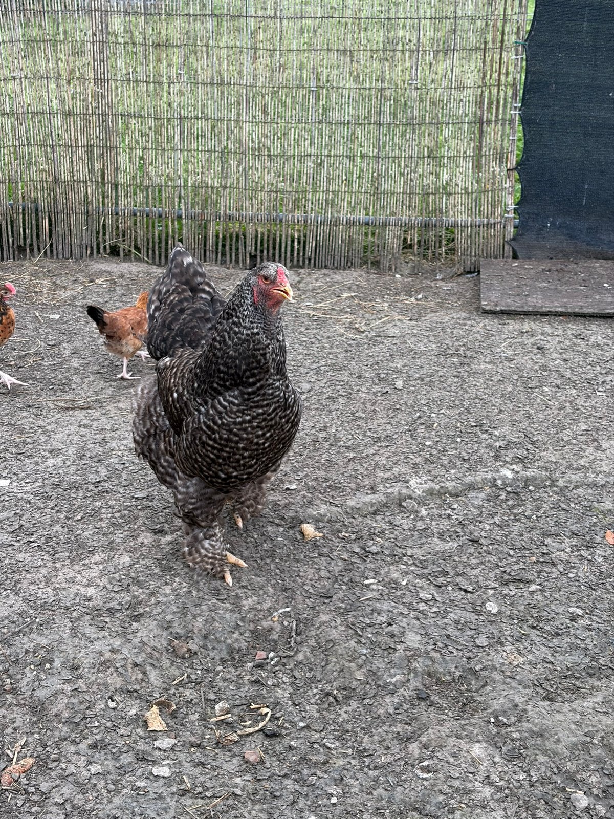 Brahma hen, Dieren en Toebehoren, Vrouwelijk, Kip