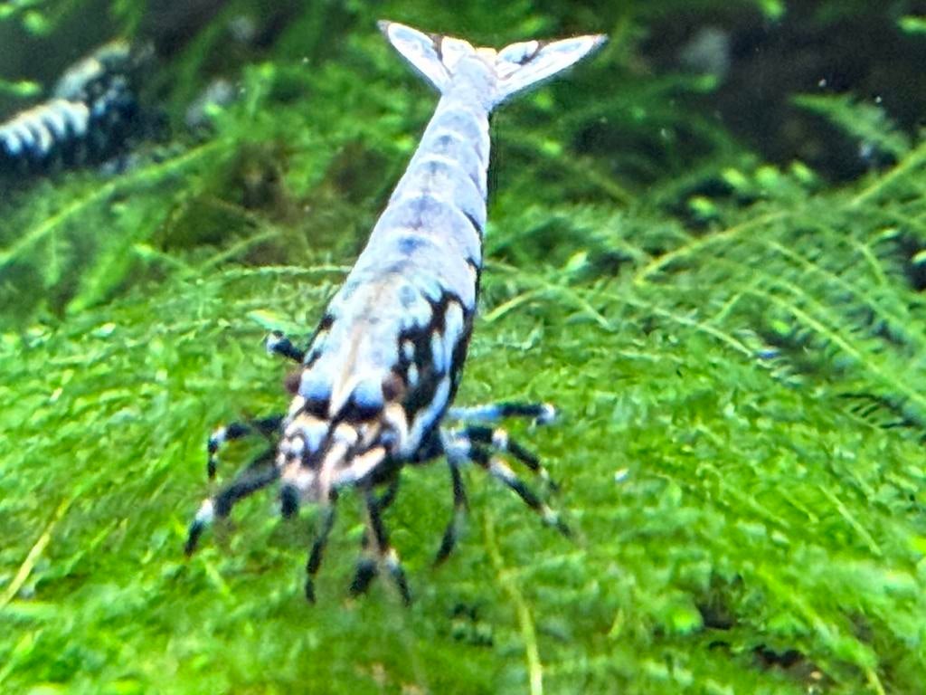 Wicked stardust/snowflake/boa garnalen (caridina), Dieren en Toebehoren, Vissen | Aquariumvissen, Zoetwatervis, Kreeft, Krab of Garnaal