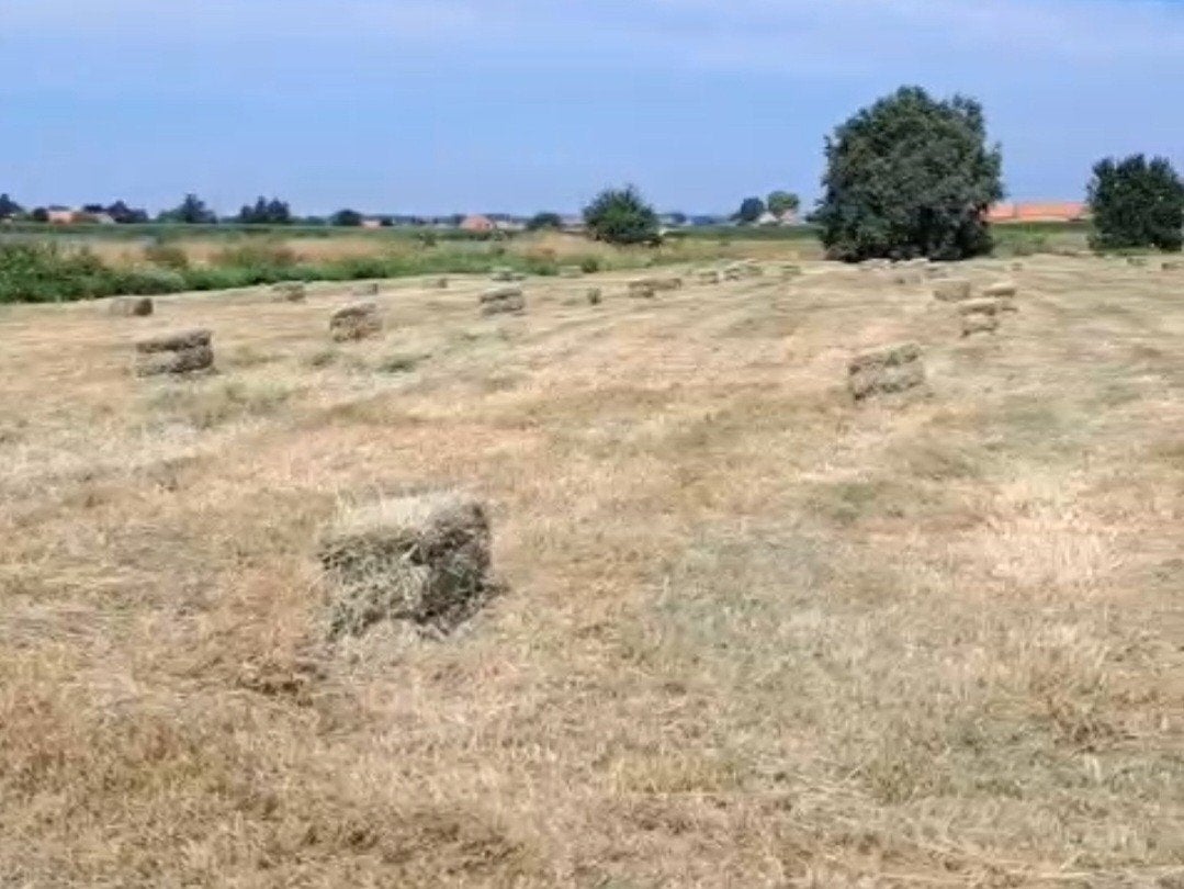 hooi 2e snede kleine balen, Dieren en Toebehoren