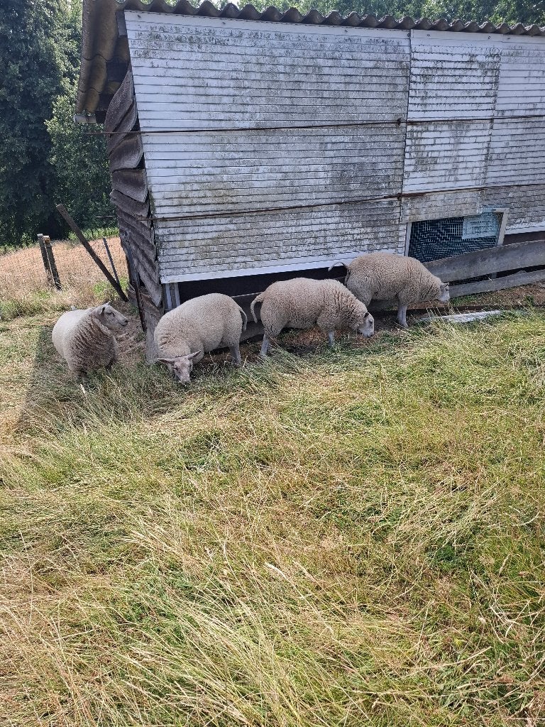 Schapen