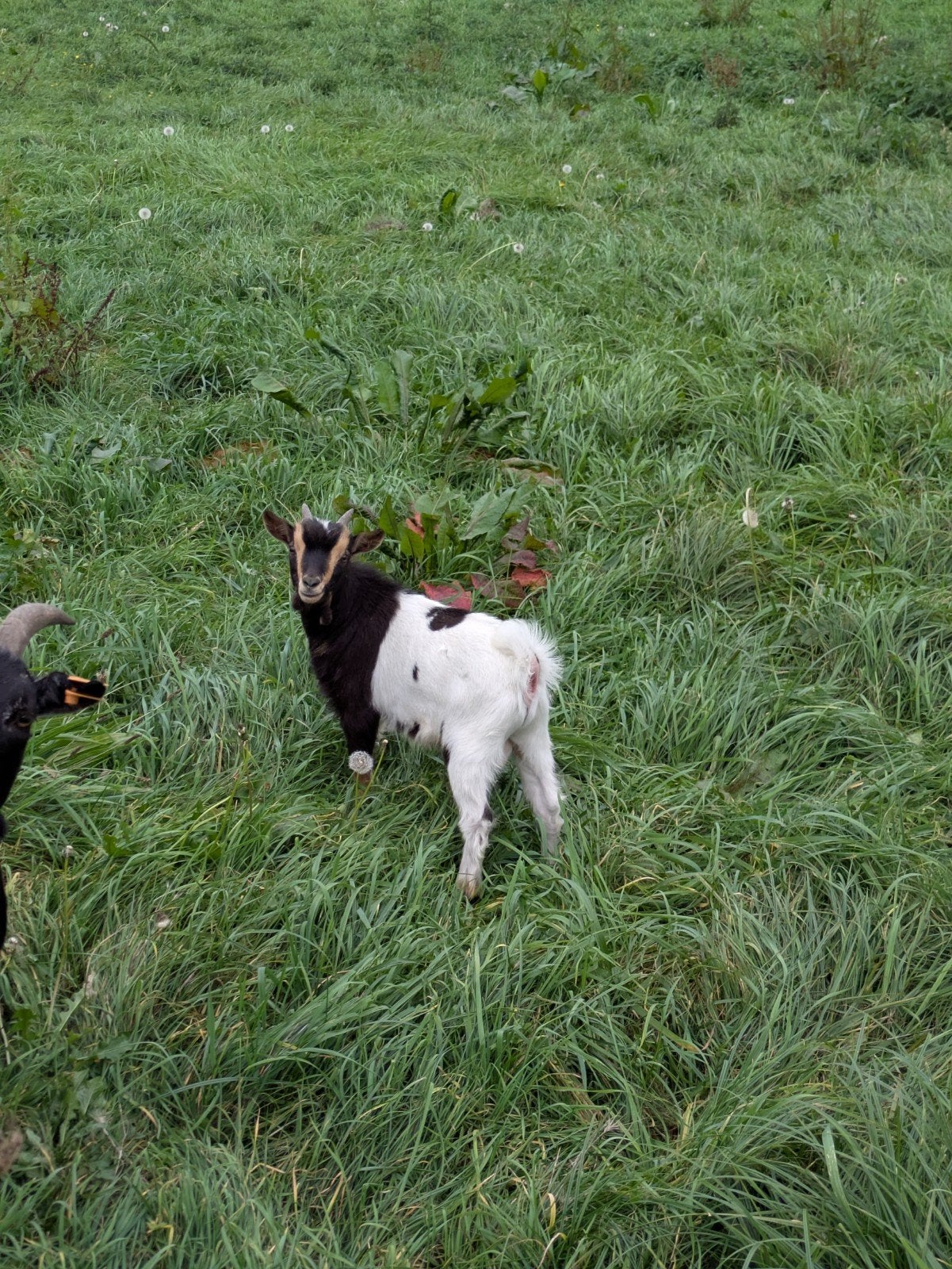 Dwerggeitjes te koop, Plusieurs animaux, Chèvre, 0 à 2 ans