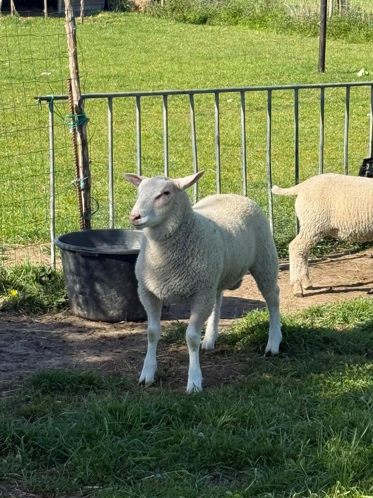 Ramlammeren, Dieren en Toebehoren, Schapen, Geiten en Varkens