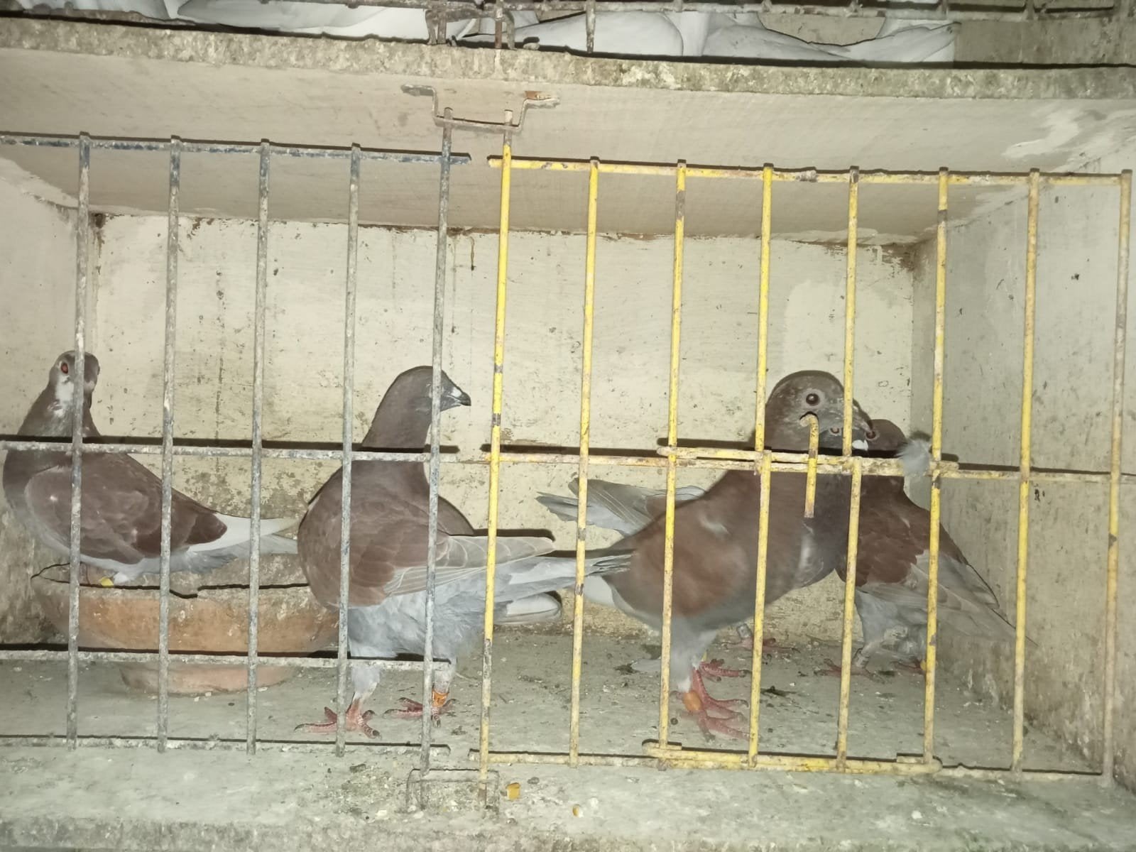 reisduif 2026, Dieren en Toebehoren, Meerdere dieren, Postduif