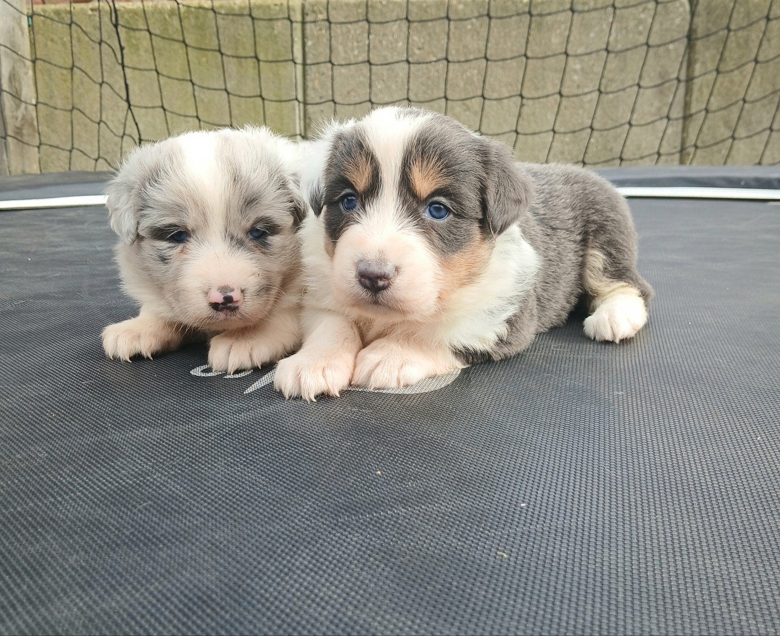 Pups Australische Herders zoeken warm nest, Dieren en Toebehoren, Parvo, België, 8 tot 15 weken, Meerdere