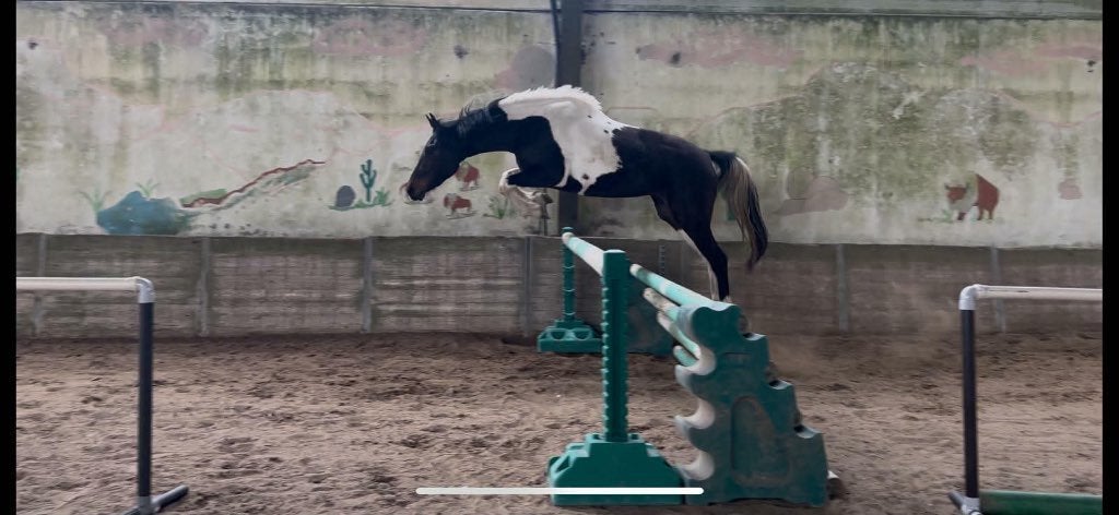 3-Jarige toffe springmerrie, Dieren en Toebehoren, Merrie, Springpaard, Met stamboom, Zadelmak