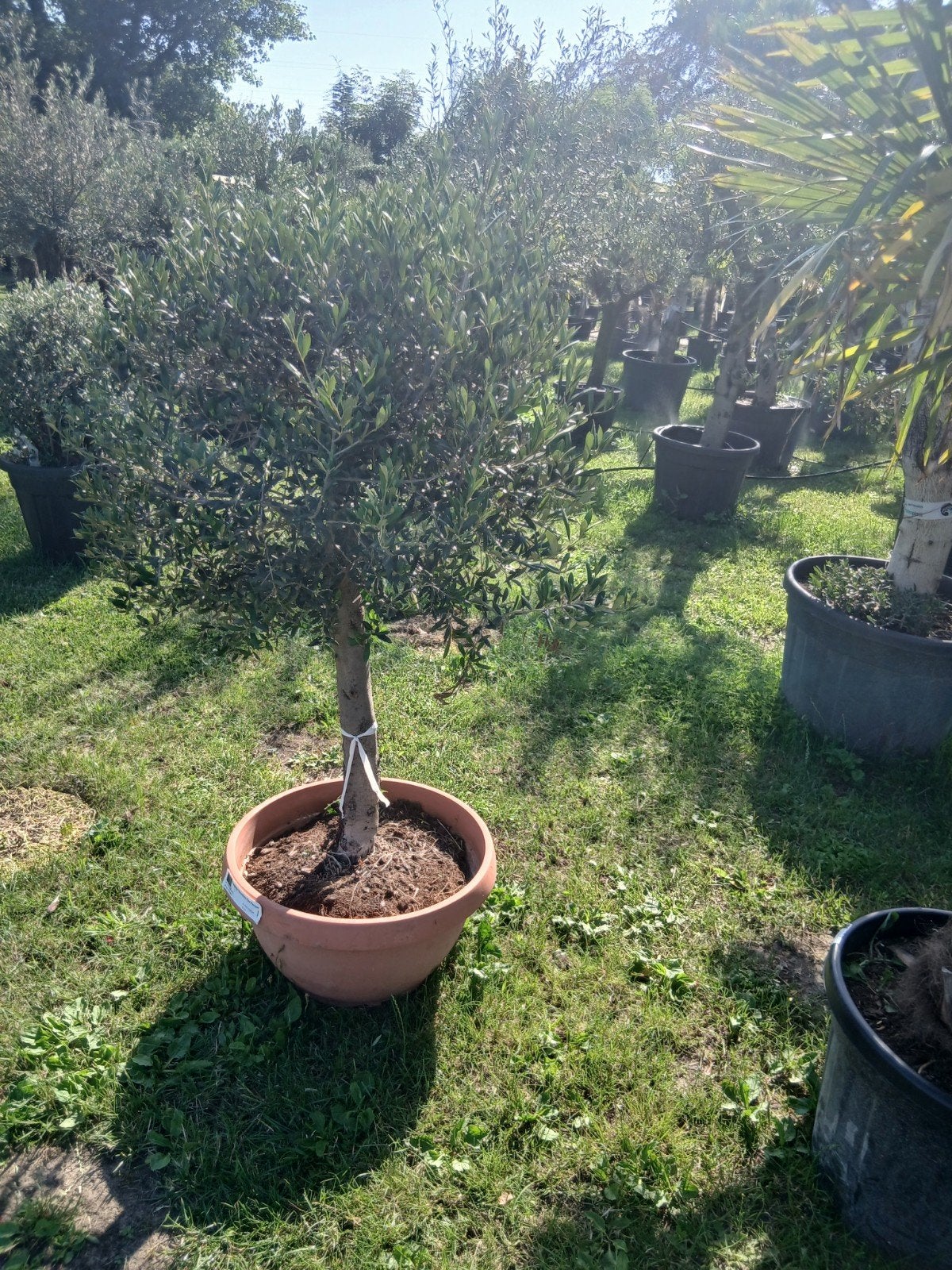 ‼️olijfbomen olea europaea aan stuntprijzen ‼️, Tuin en Terras, Ophalen