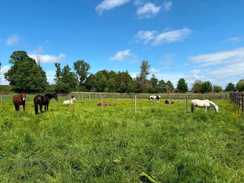 Stal in vol pension, Mise à l'étable, 2 ou 3 chevaux ou poneys