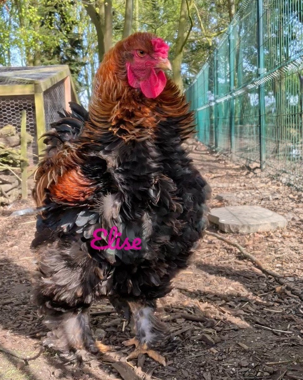 Prachtige brahma krulveer haan, Mannelijk, Kip