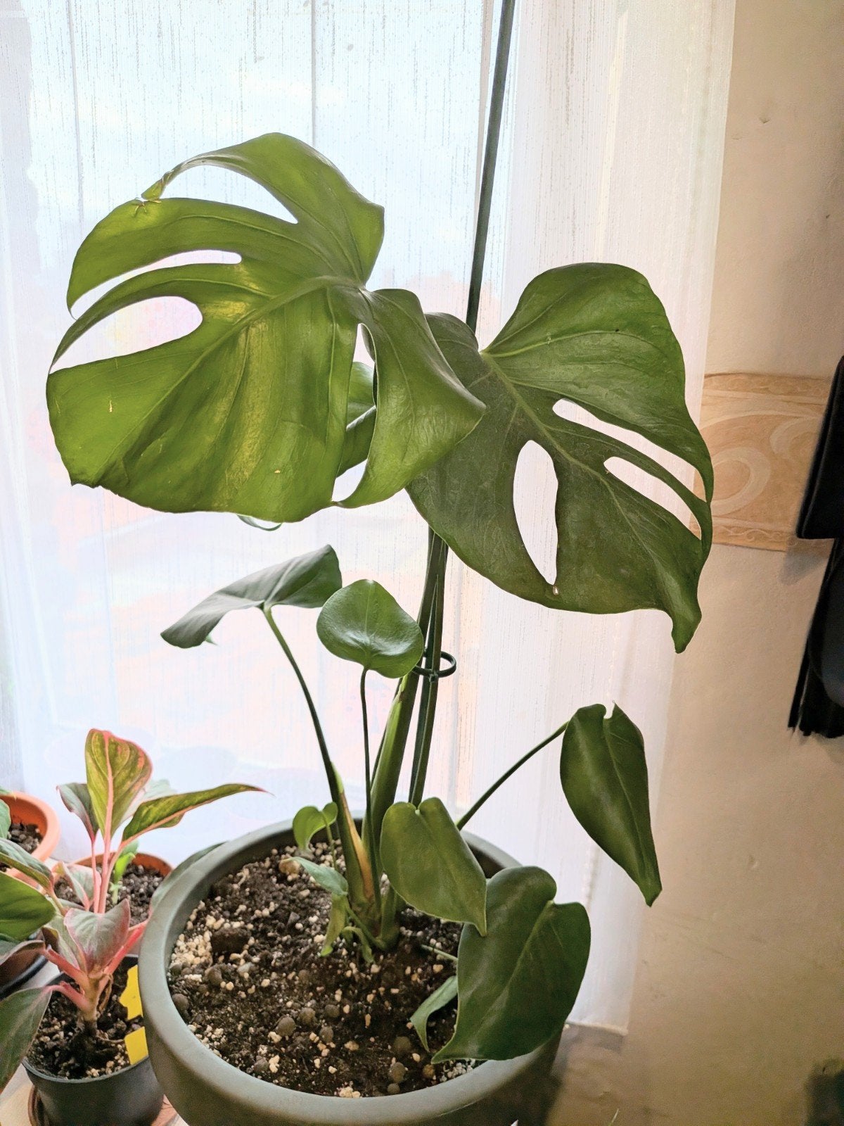 monstera deliciosa, Enlèvement ou Envoi