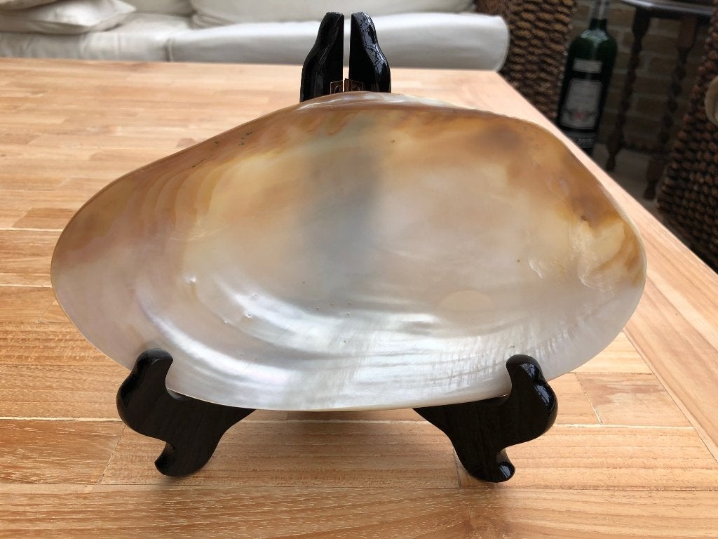 Zeeschelp | Mother of Pearl Shell | Filipijnen | Nieuw, Ophalen of Verzenden, Nieuw, Overige materialen