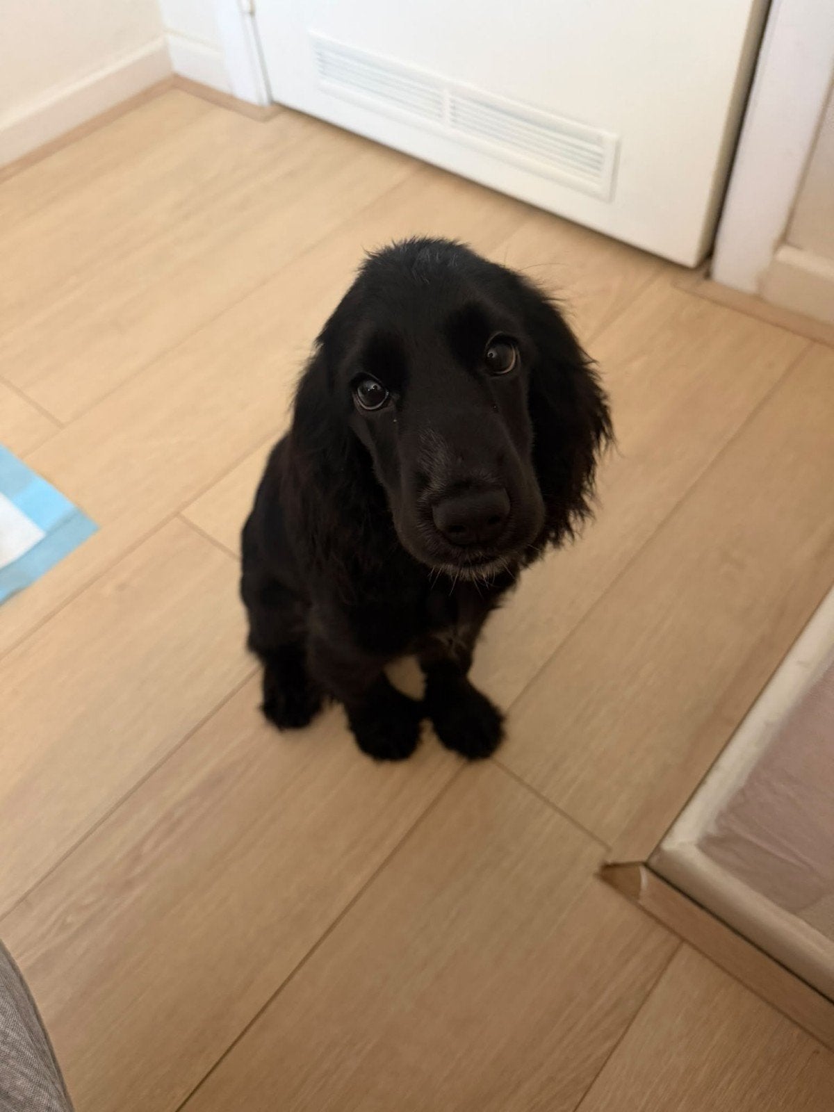 Engelse cocker spaniel puppy, Dieren en Toebehoren, België, Particulier, 15 weken tot 1 jaar, CDV (hondenziekte)