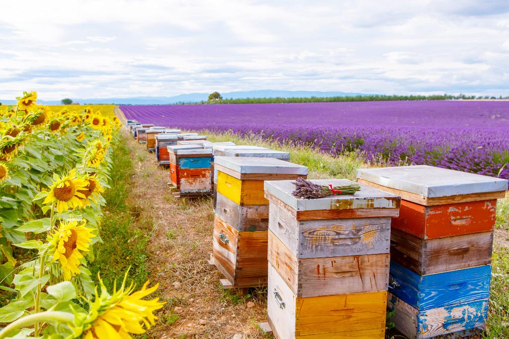 Acheter une colonie d'abeilles, expédition vers la Belgique, Abeilles