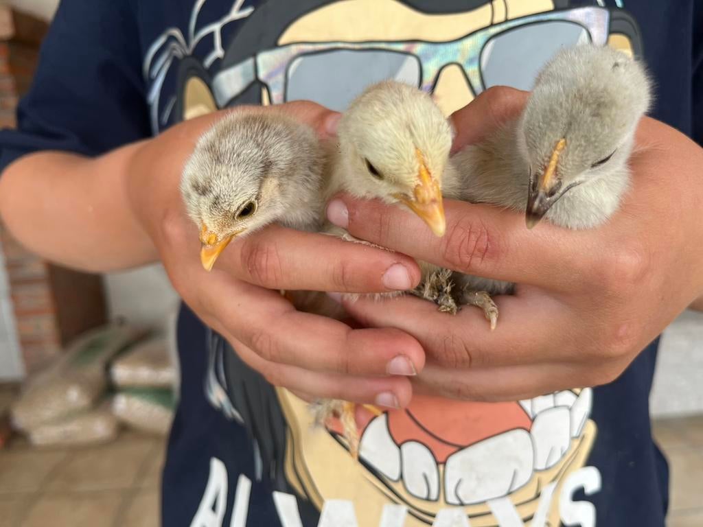 Kuikens cochinne kriel, 2 weken oud 2€, Dieren en Toebehoren, Pluimvee, Geslacht onbekend, Kip