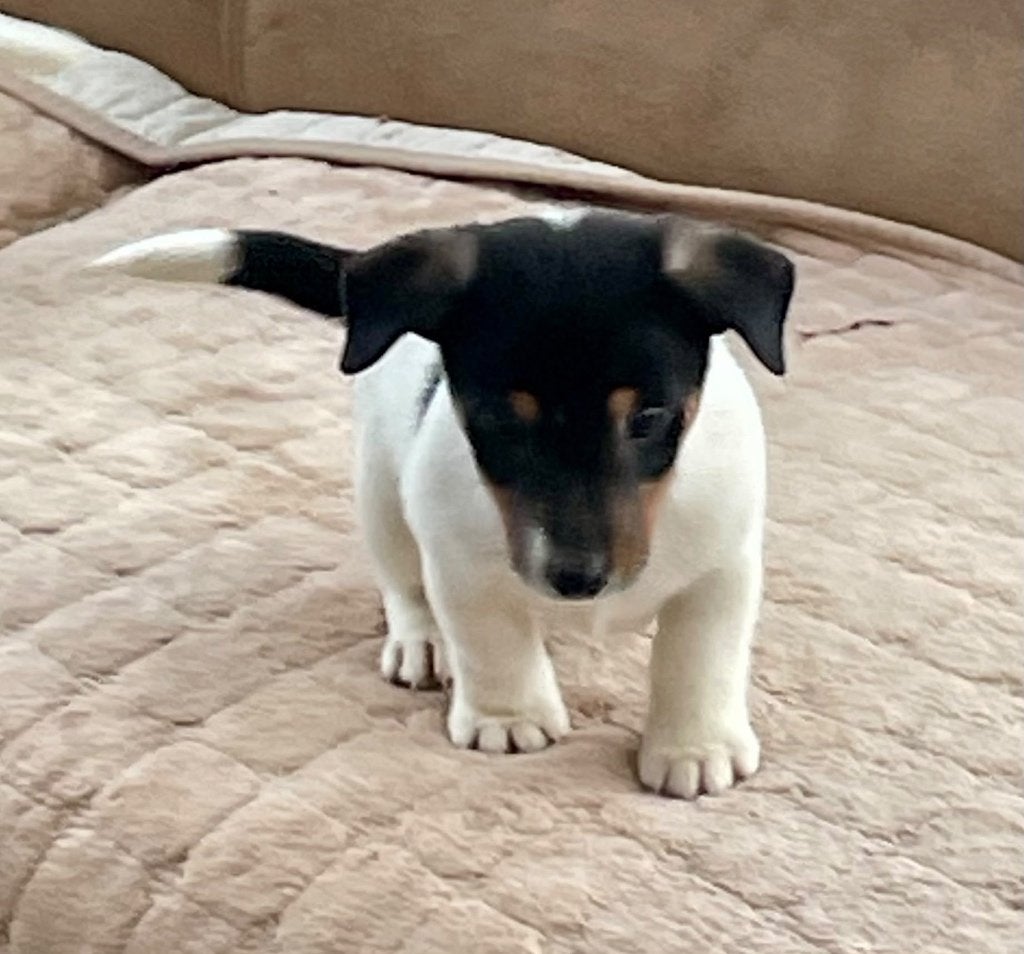 Jack russell pups, België, Fokker | Hobbymatig, Jack Russell Terriër, 8 tot 15 weken