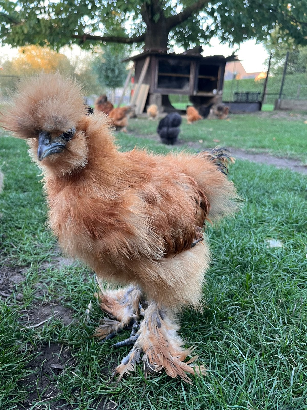 Zijdehoentjes, Dieren en Toebehoren