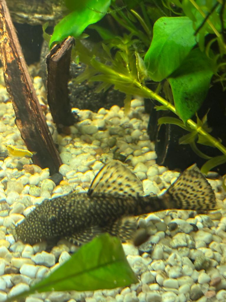 Borstelneuzen , L nummers, Animaux & Accessoires, Poissons | Poissons d'aquarium, Autres types, Poisson d'eau douce