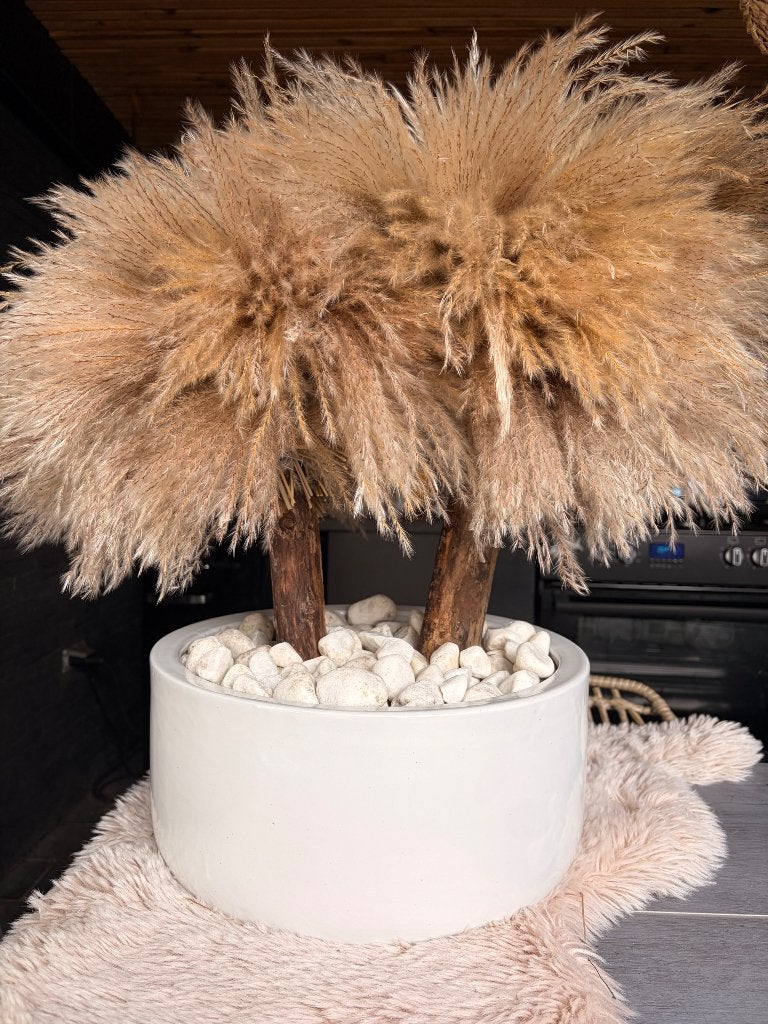 Prachtige pampasboom, Ophalen, Nieuw
