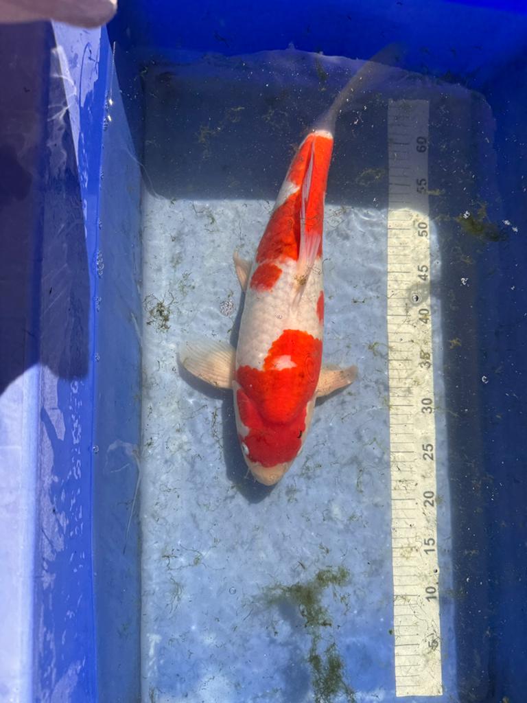 Kohaku koi, Karper of Koi