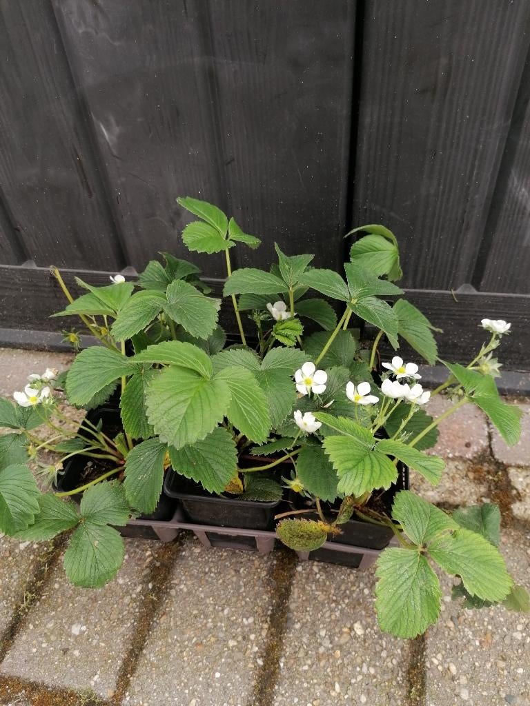 aardbei planten, Tuin en Terras, Planten | Tuinplanten, Ophalen, Volle zon, Vaste plant, Fruitplanten
