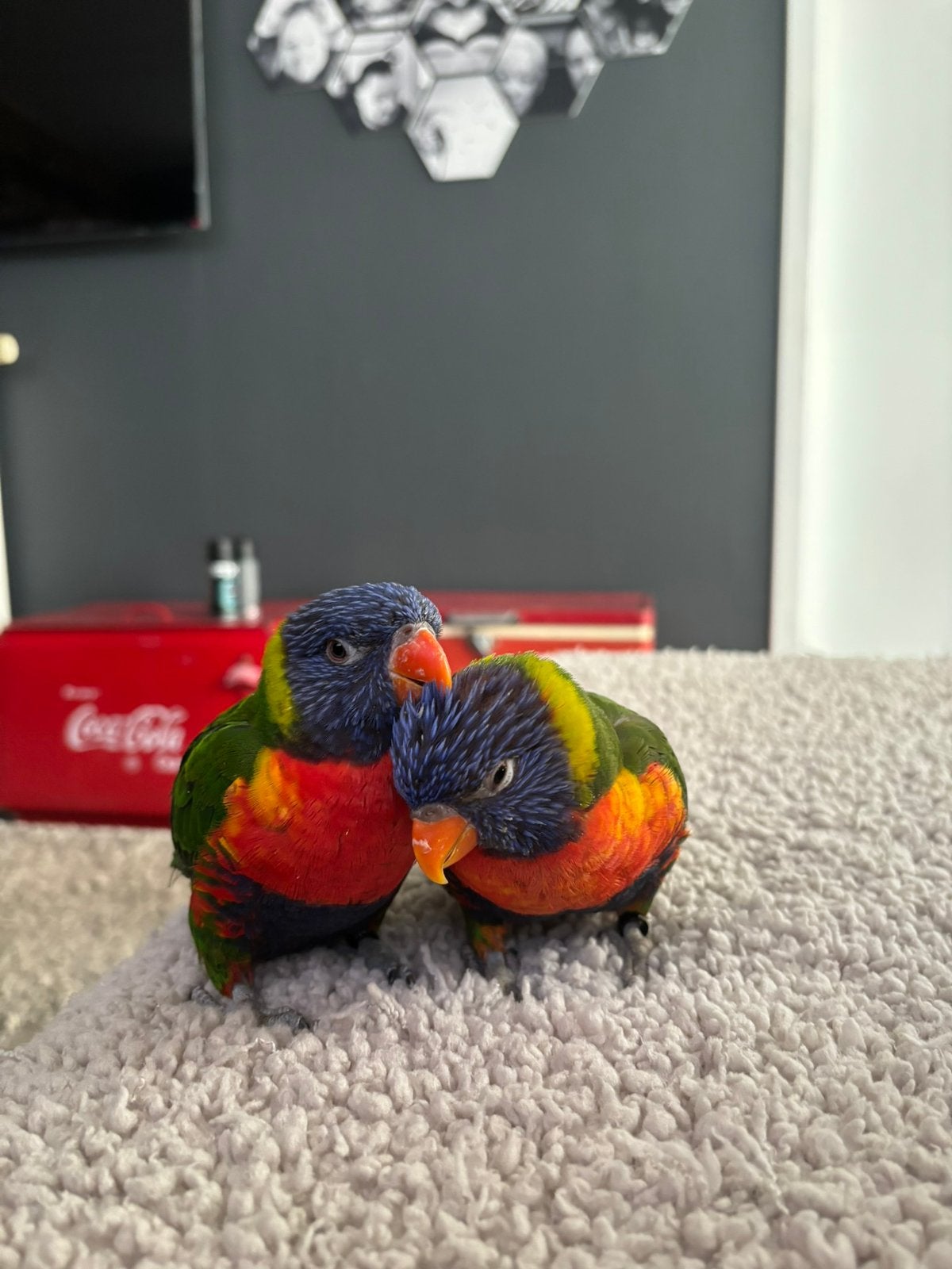 Twee broertjes met kooi