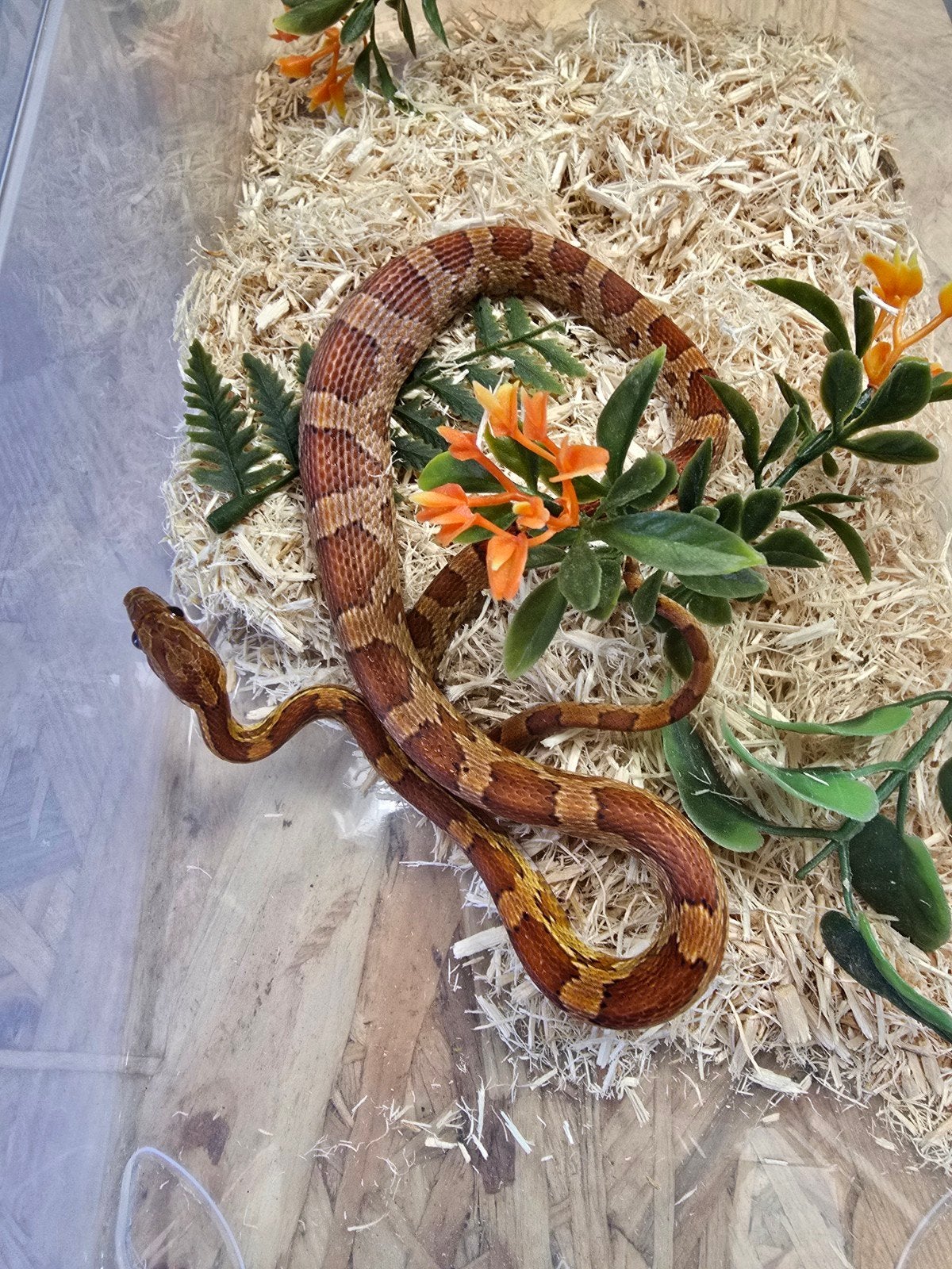 RATTENSLANGEN – PANTHEROPHIS GUTTATUS

Pantherophis guttatus, Dieren en Toebehoren, Reptielen en Amfibieën