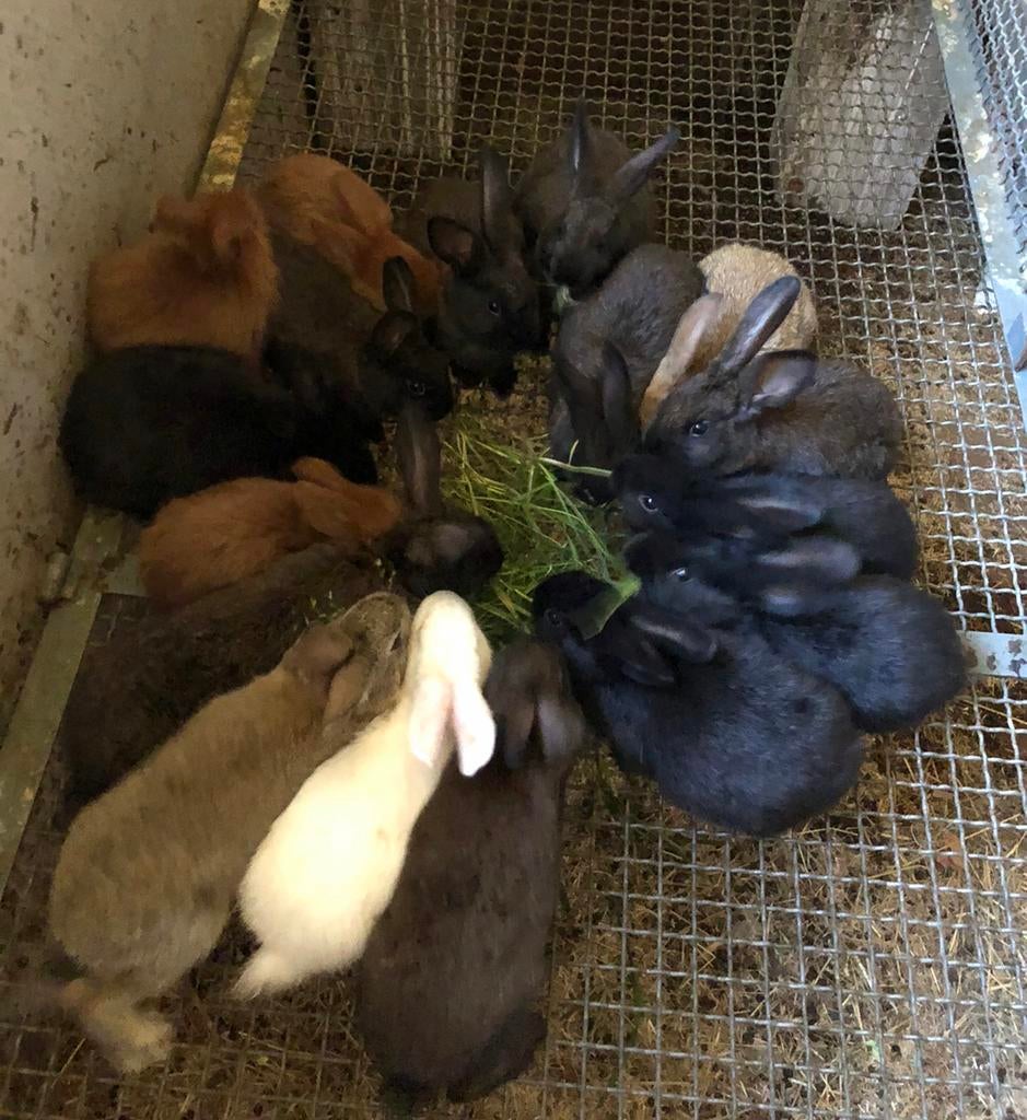 Vleeskonijnen, Plusieurs animaux, Grand, 0 à 2 ans
