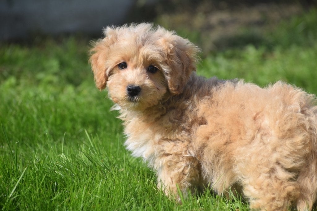 Maltipoo pups diverse kleuren, Dieren en Toebehoren, België, 15 weken tot 1 jaar, CDV (hondenziekte), Meerdere