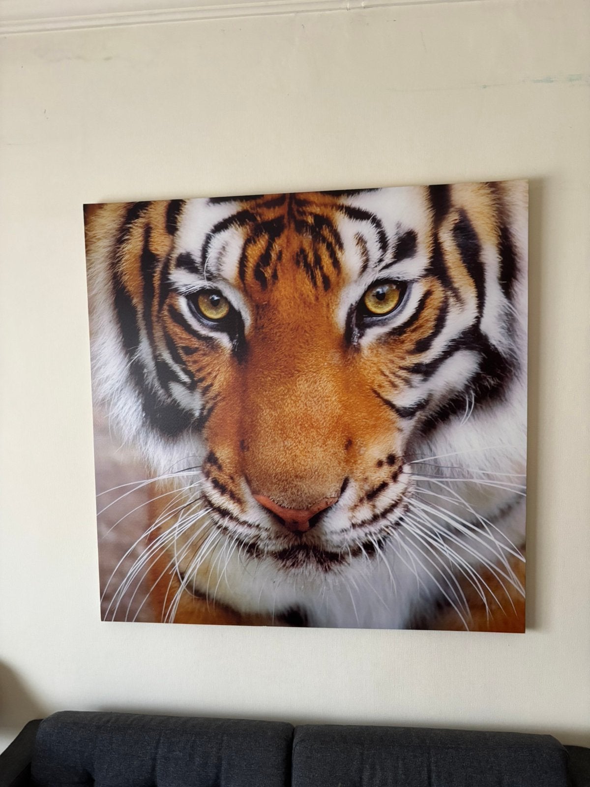 Tijger kader, Enlèvement, Comme neuf